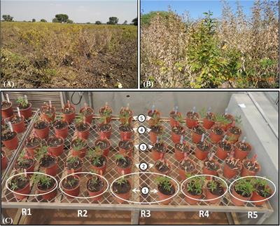 Molecular Analysis of Disease-Responsive Genes Revealing the Resistance Potential Against Fusarium Wilt (Fusarium udum Butler) Dependent on Genotype Variability in the Leguminous Crop Pigeonpea